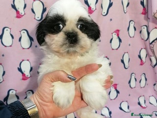 Shih Tzu cani Shih Tzu cuccioli piccoli - Annuncio 12