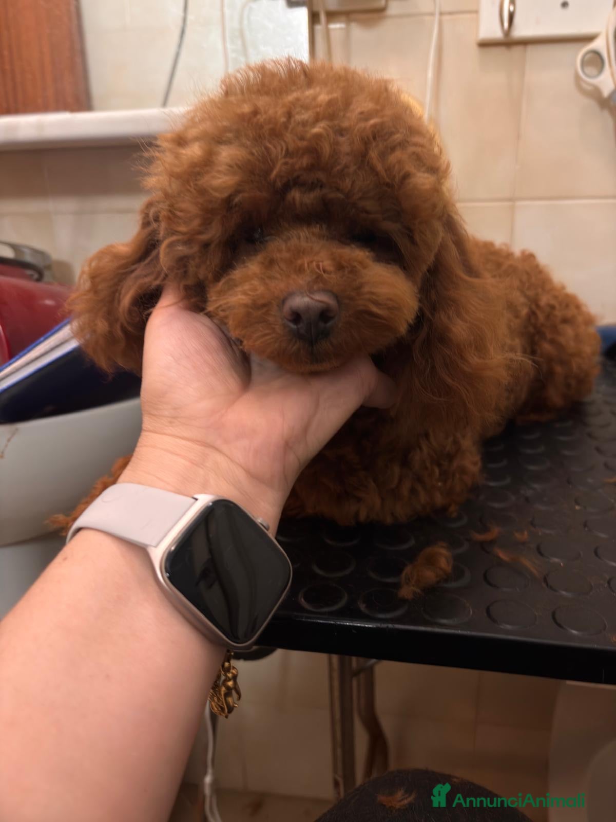 Barboncino cani Barboncino Toy red - Annuncio 4