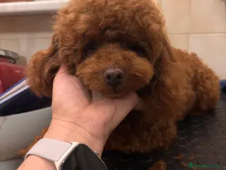 Barboncino cani Barboncino Toy red - Annuncio 4