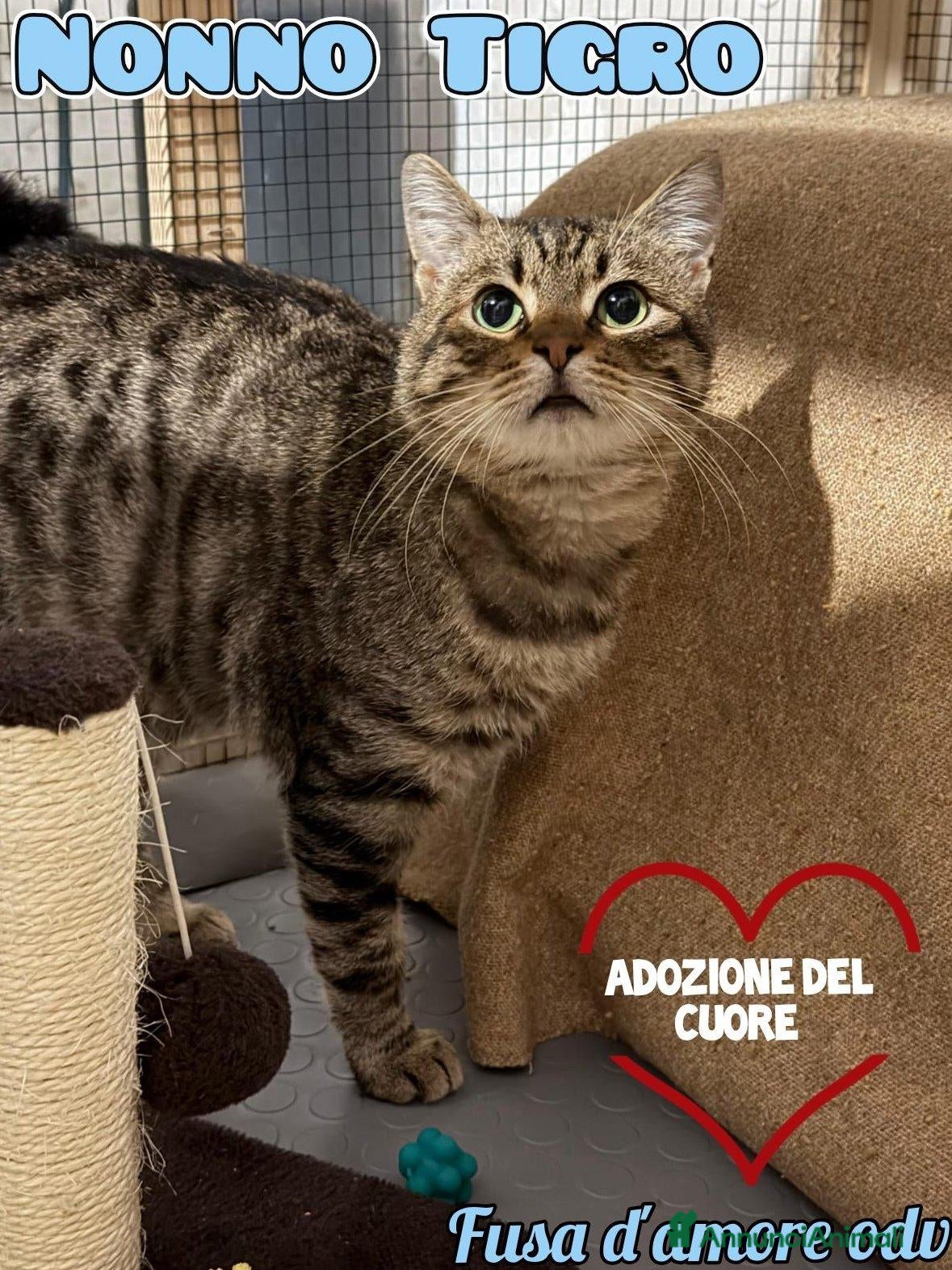 Europeo gatti in regalo: TIGRO, adorabile gatto da adottare! - Annuncio 1