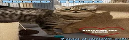 Europeo gatti in regalo: TIGRO, adorabile gatto da adottare! - Annuncio 1