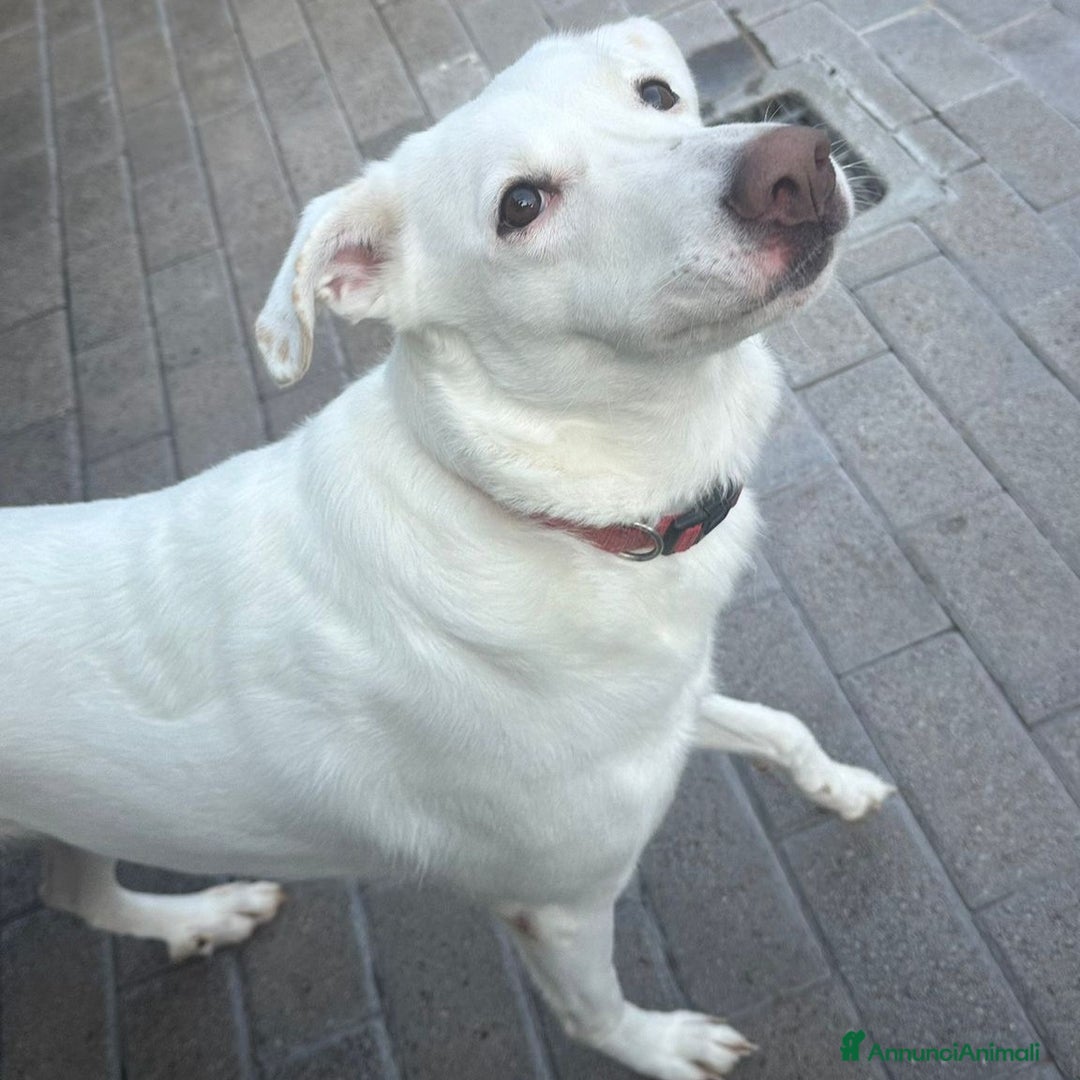 Meticcio cani in regalo: GENNA BELLISSIMA CAGNOLINA - Annuncio 6