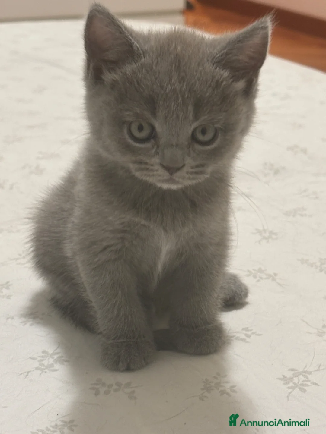 Scottish gatti in vendita: Cucciolata Scottish-British - Annuncio 2