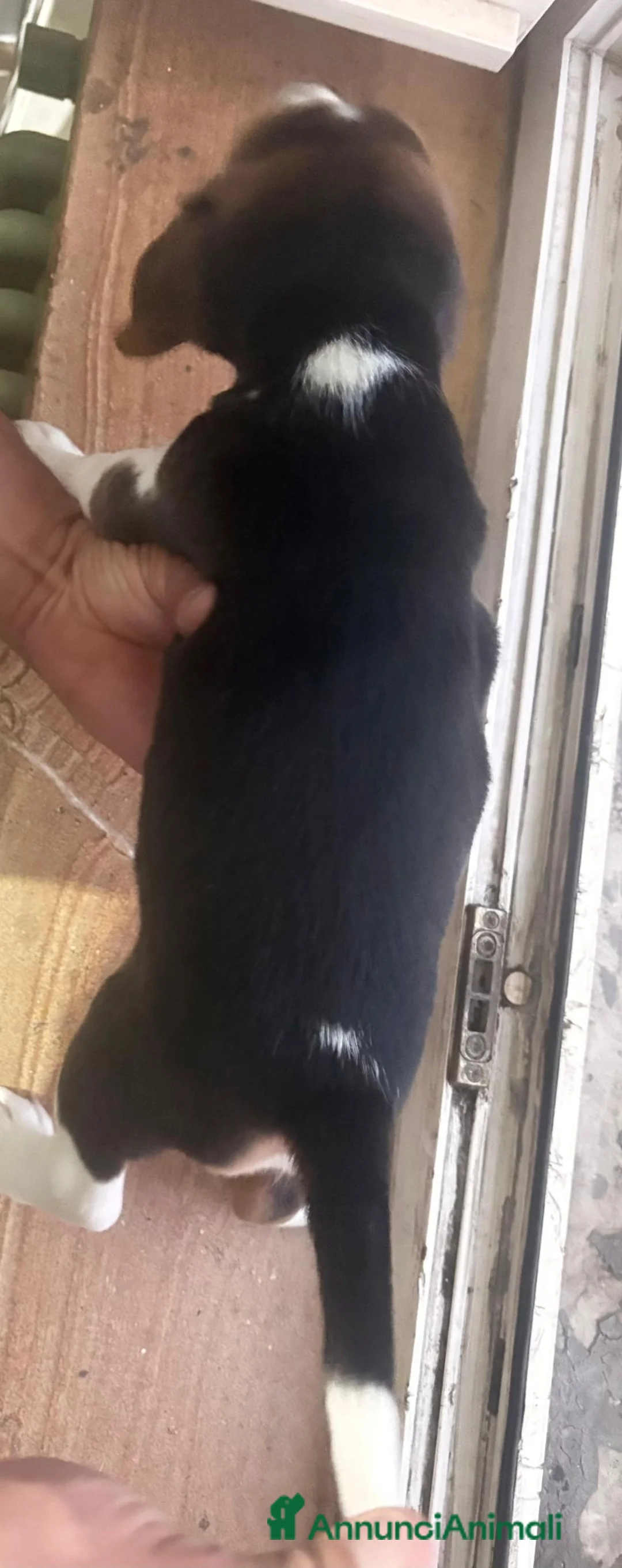 Beagle cani in vendita: Vendesi beagle puri con pedigree a Provincia dell'Aquila - Annuncio 10