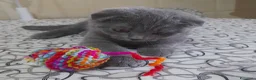 Scottish gatti in vendita: Cucciolo Scottish fold.  - Annuncio 5