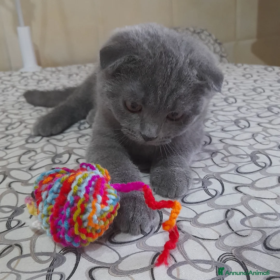 Scottish gatti in vendita: Cucciolo Scottish fold.  - Annuncio 5