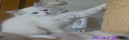 Siberiano gatti in vendita: Cuccioli di gatto siberiano neva masquerade - Annuncio 16