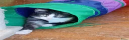 Europeo gatti in regalo: Micha e Rainbow hanno bisogno di una nuova casa! - Annuncio 7