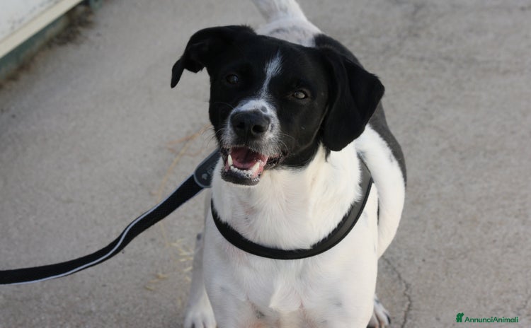 Meticcio cani - Annuncio 4