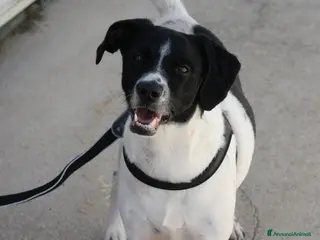 Meticcio cani Pedro 2 anni,merita una famiglia - Annuncio 20