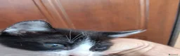 Europeo gatti in regalo: Gattino per adozione  - Annuncio 2