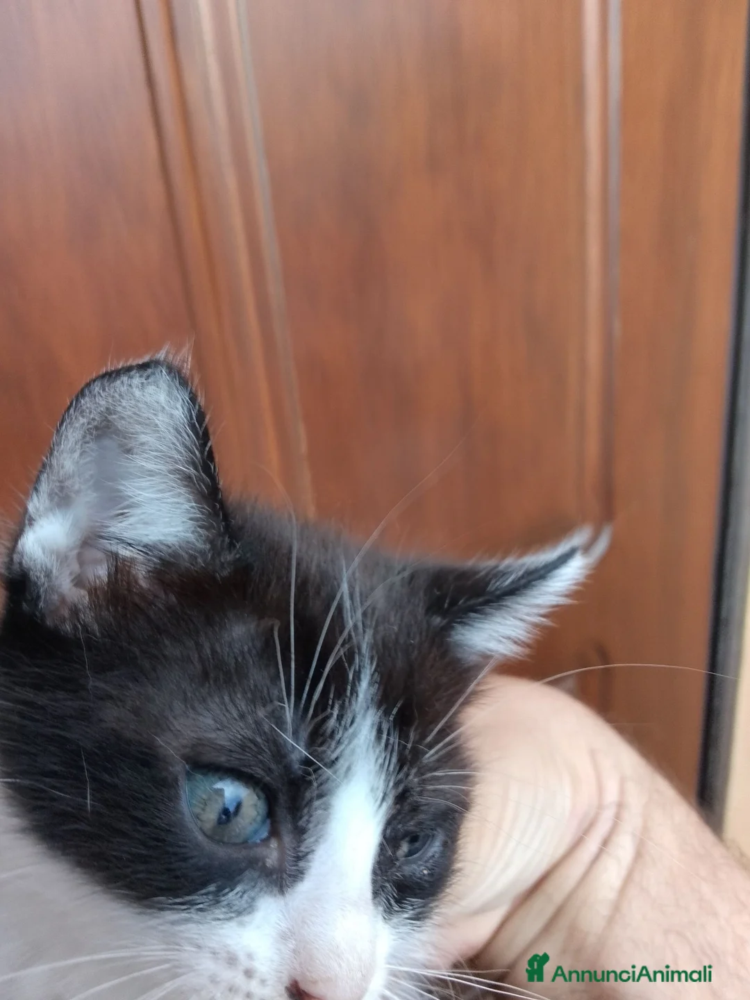 Europeo gatti in regalo: Gattino per adozione  - Annuncio 2