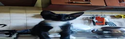 Meticcio gatti in regalo: Micetti in cerca di nuova casa - Annuncio 3