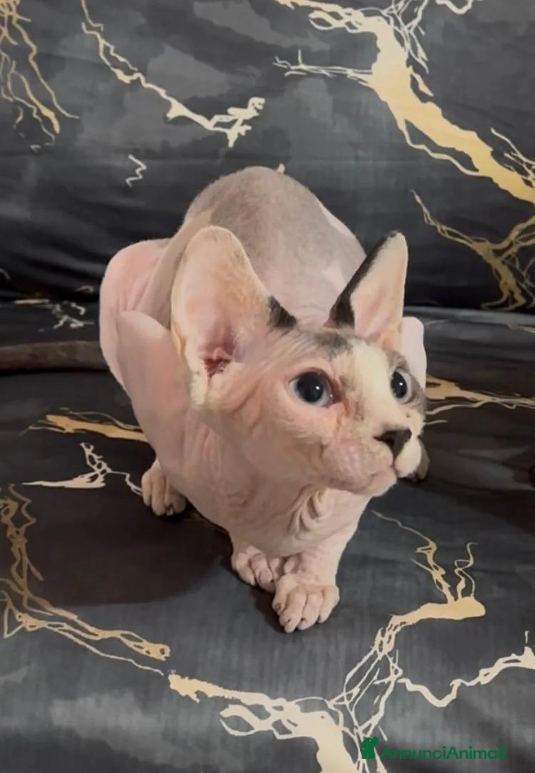 Sphynx gatti in vendita: 3 Gattini  Canadian Sphynx con PEDIGREE - Annuncio 2