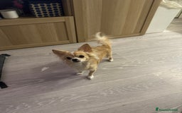 Chihuahua cani in vendita: Cuccioli chihuahua  - Annuncio 3