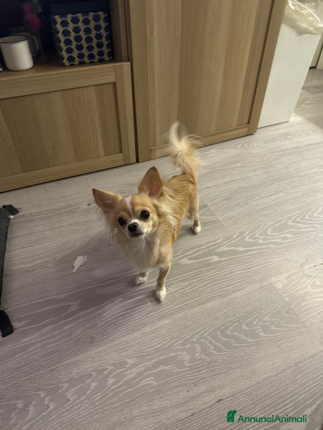 Chihuahua cani in vendita: Cuccioli chihuahua  - Annuncio 3