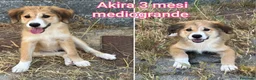 Meticcio cani in regalo: TANTI CUCCIOLI SOLI! a Provincia di Vicenza - Annuncio 6