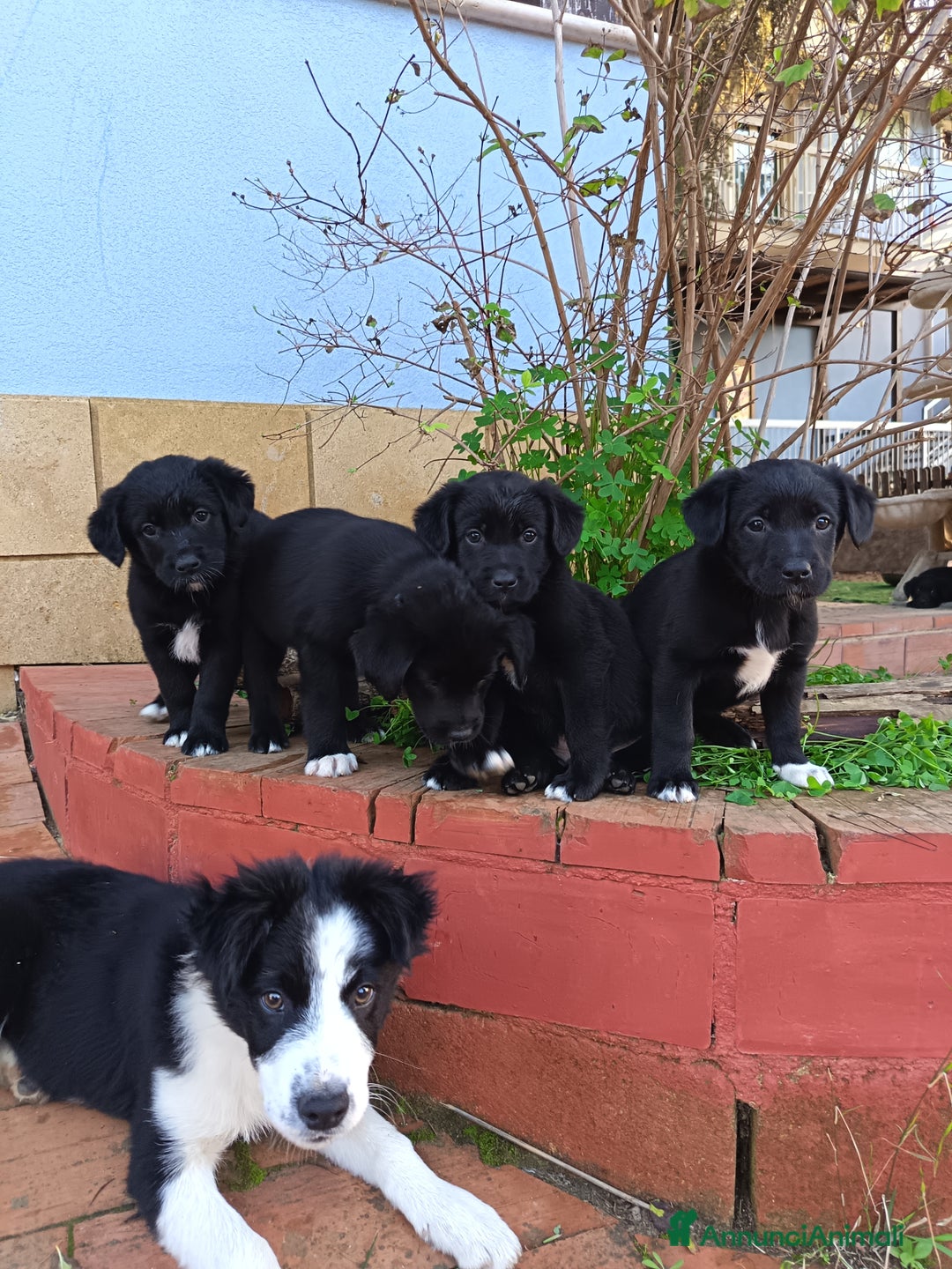 Meticcio cani in vendita: Cuccioli di Borador (Border Collie labrador) - Annuncio 6