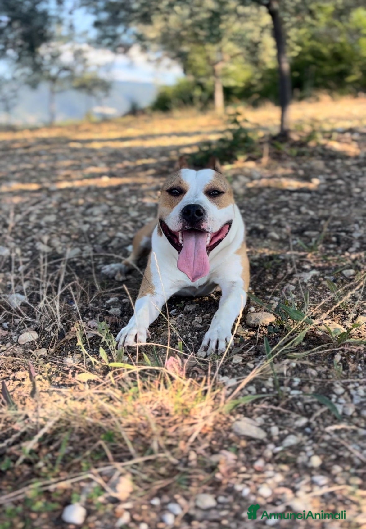 American Staffordshire cani Puro Amstaff alta genealogia  - Annuncio 1