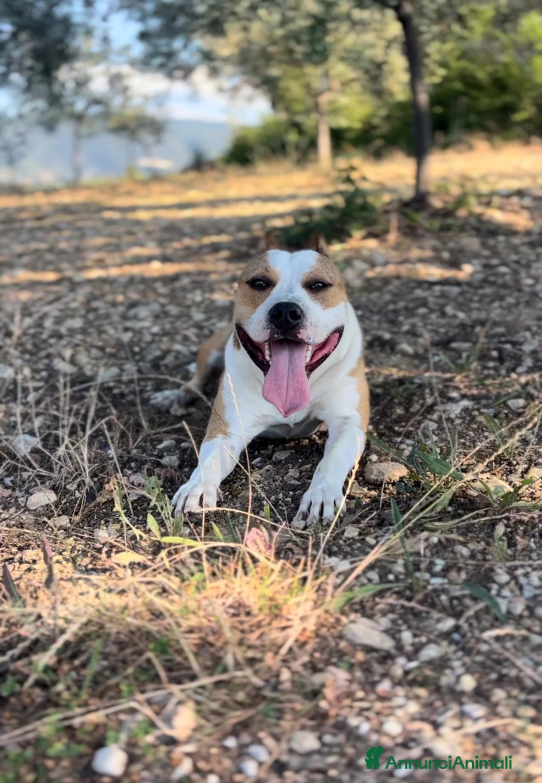 American Staffordshire cani in vendita: Puro Amstaff alta genealogia  a Provincia di Perugia - Annuncio 1