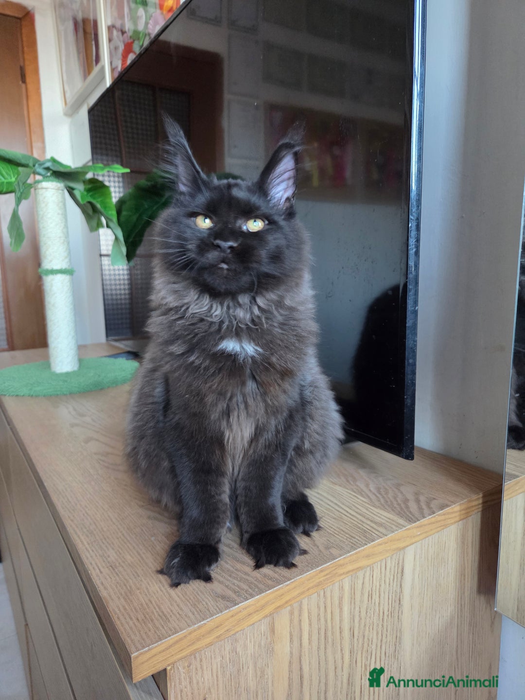 Maine Coon gatti in vendita: Ultimi 4 cuccioli Maine Coon - Annuncio 5