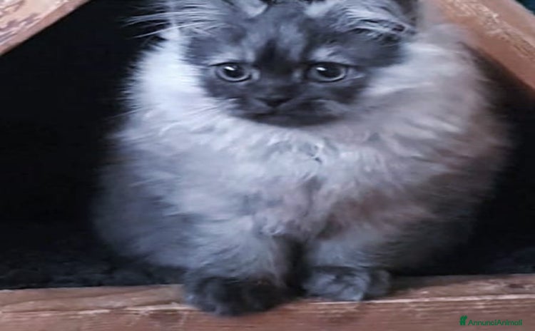 Persiano gatti - Annuncio 13