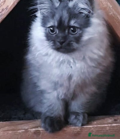 Persiano gatti - Annuncio 5
