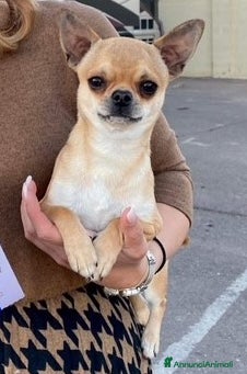 Chihuahua cani Chihuahua maschio adulto pelo corto - Annuncio 3