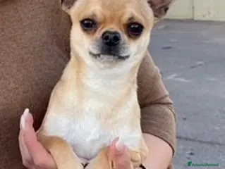Chihuahua cani Chihuahua maschio adulto pelo corto - Annuncio 7