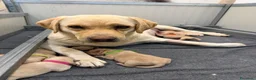 Labrador cani in vendita: Cuccioli di Labrador Retriever Allevamento profess - Annuncio 18