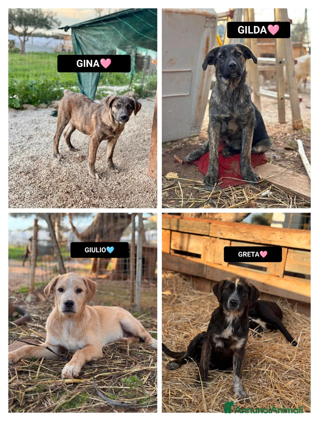 Altre razze cani in regalo: GINA GILDA GIULIO E GRETA - Annuncio 1