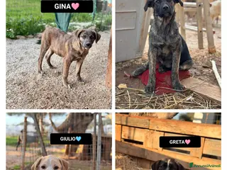 Altre razze cani GINA GILDA GIULIO E GRETA - Annuncio 10
