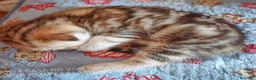 Scottish gatti in vendita: Cuccioli Scottish Fold con Pedigree - Annuncio 19