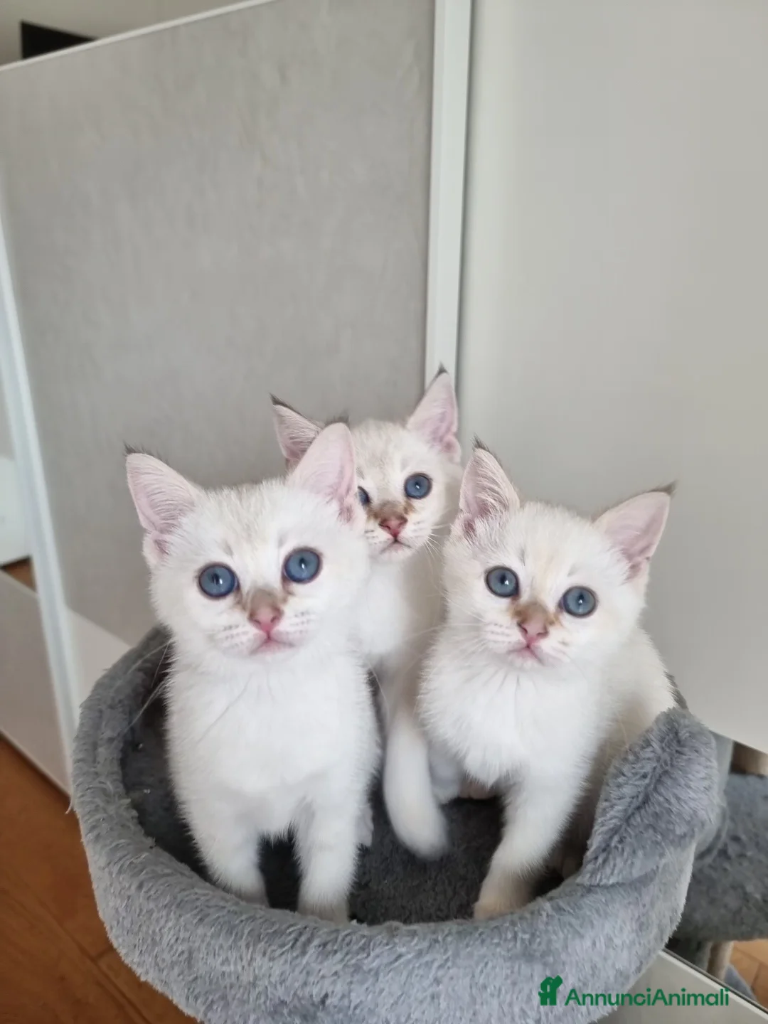 Scottish gatti in vendita: Gattini disponibili  - Annuncio 6