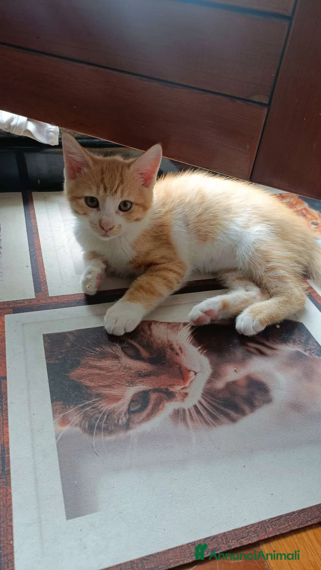 Meticcio gatti in regalo: Sara e i suoi cuccioli  - Annuncio 13