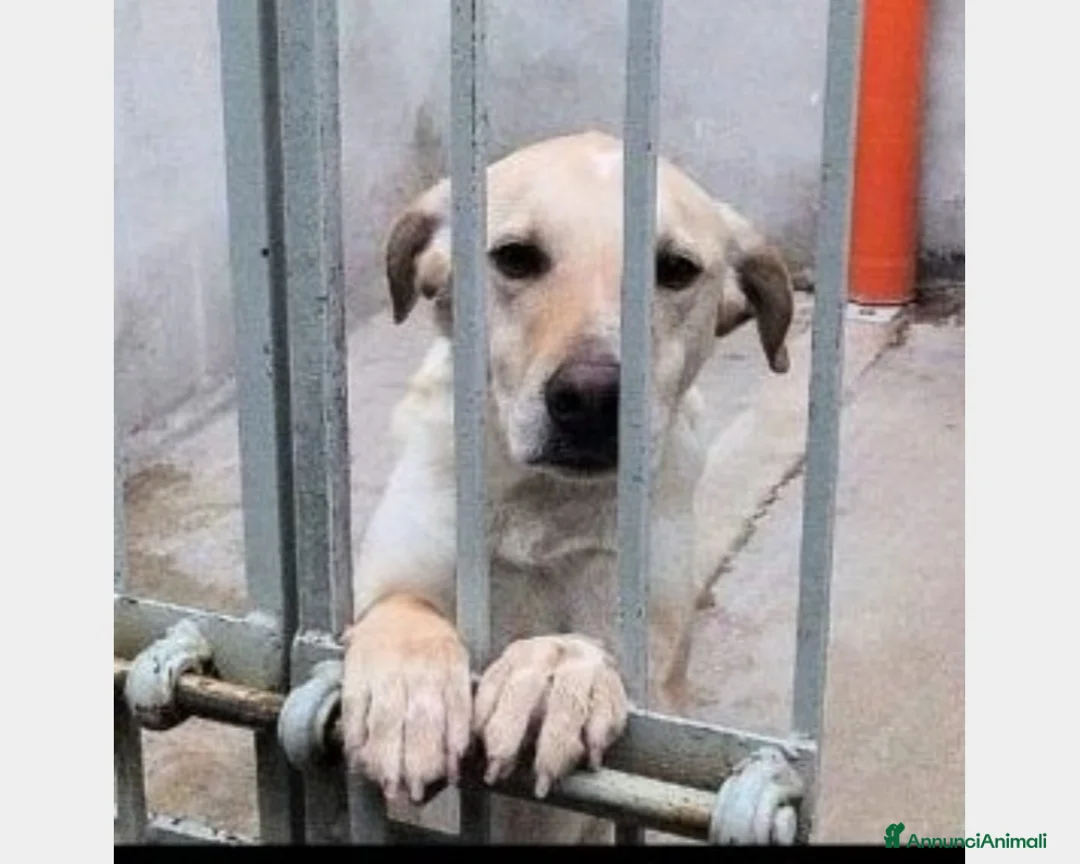 Labrador cani in regalo: Mix Labrador da 5ANNI DIETRO LE SBARRE!LAZIO a Milano - Annuncio 1