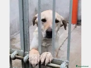 Labrador cani Mix Labrador da 5ANNI DIETRO LE SBARRE!LAZIO - Annuncio 24