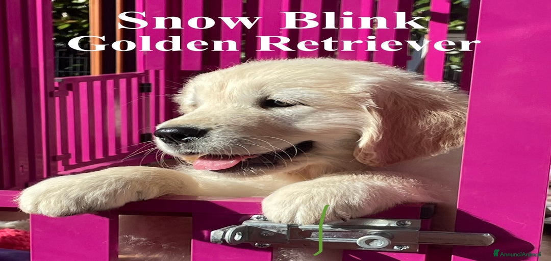 Immagine della galleria {{count}}