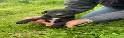 Meticcio cani in regalo: Cuccioli taglia medio piccola 2 mesi  - Annuncio 4