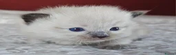 Ragdoll gatti in vendita: Meravigliosa cucciolata Ragdoll  - Annuncio 4