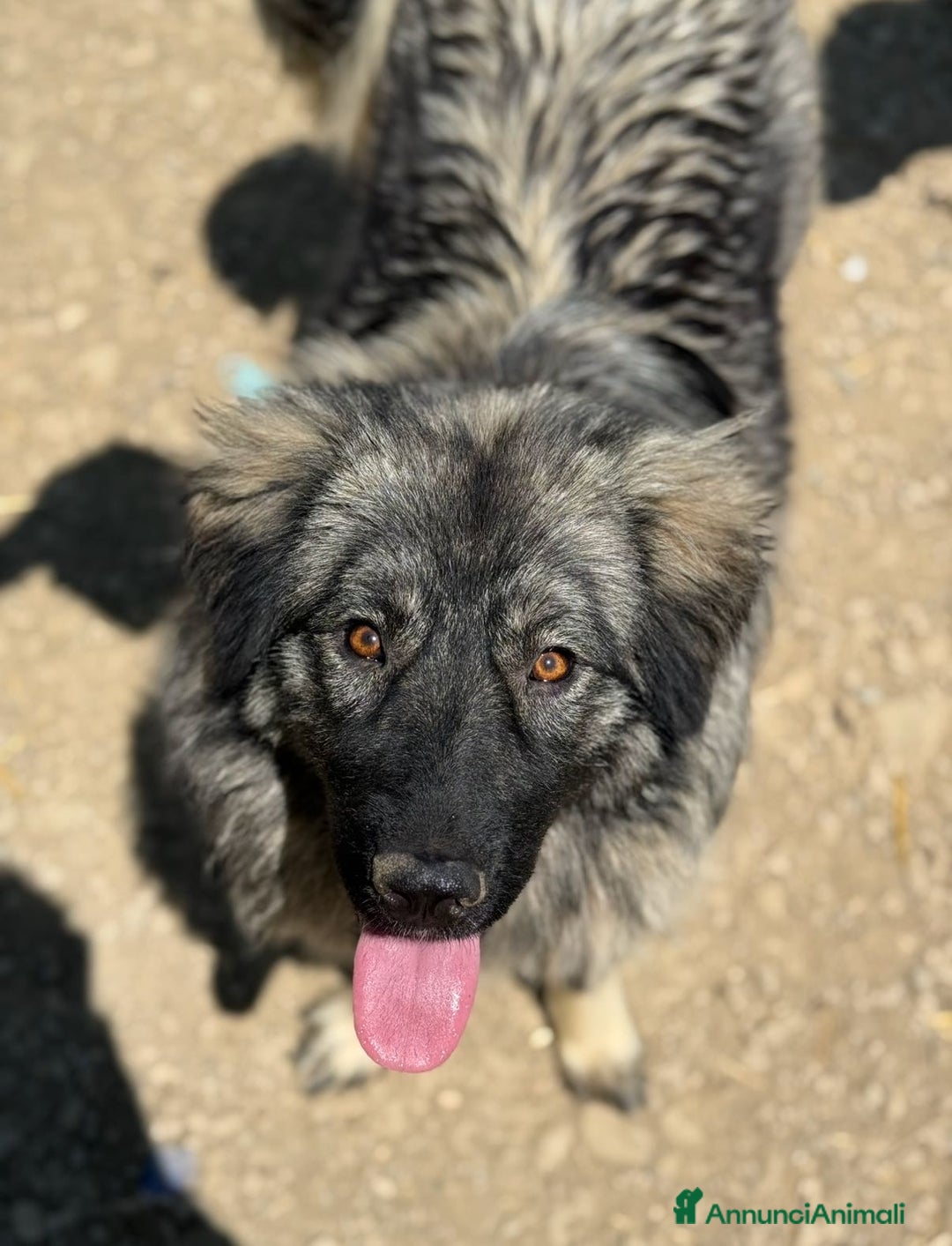 Pastore di Ciarplanina cani in regalo: OLIMPIA, ATHENA e ULISSE: magnifici CIARPLANINA! - Annuncio 6