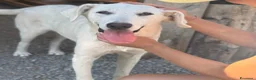 Meticcio cani in regalo: Pablo - Annuncio 1