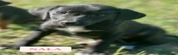 Meticcio cani in regalo: 7 MERAVIGLIE da salvare! Taglia PICCOLA - Annuncio 7