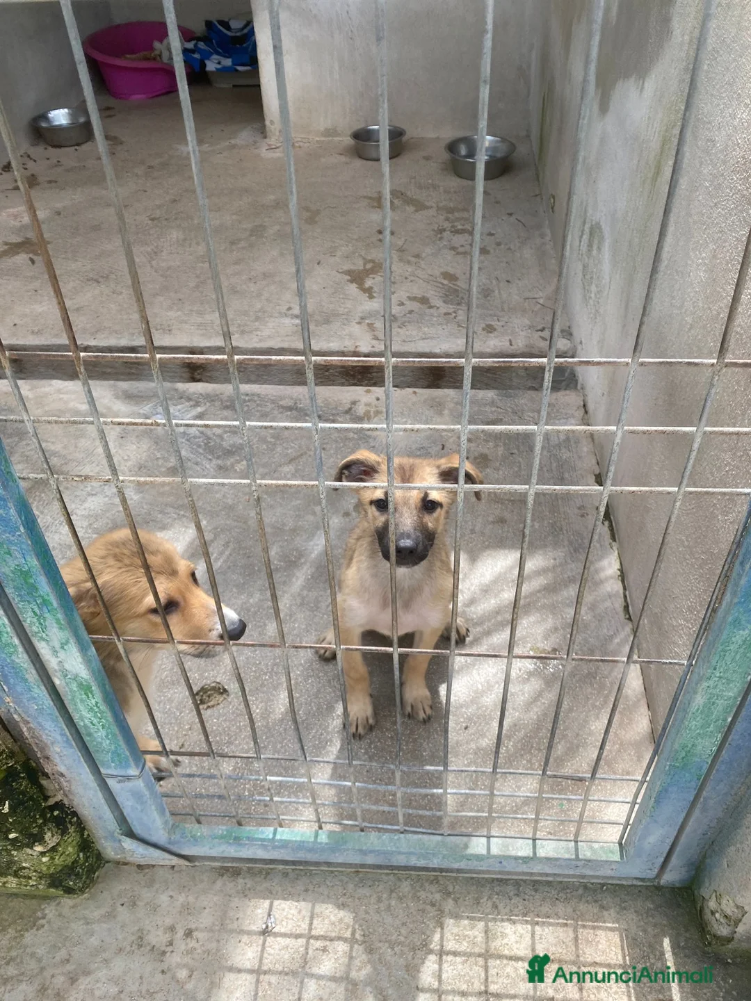 Meticcio cani in regalo: Meravigliosi cuccioli in cerca di casa a Città Metropolitana di Bologna - Annuncio 2