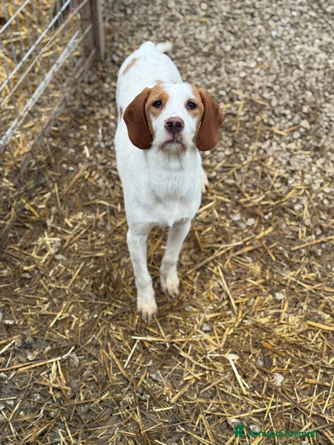 Meticcio cani in regalo: LEON, dolcissimo cucciolone baffuto! Cerca casa - Annuncio 2