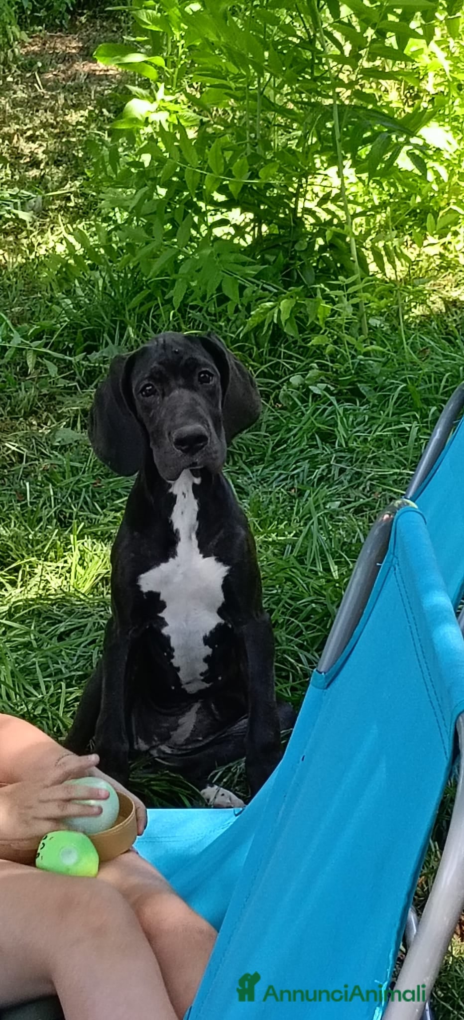 Alano cani Cucciole di Alano  - Annuncio 30