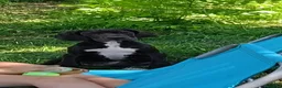 Alano cani in vendita: Cucciole di Alano  - Annuncio 1