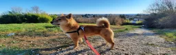 Shiba Inu cani in vendita: Cuccioli shiba inu - Annuncio 3