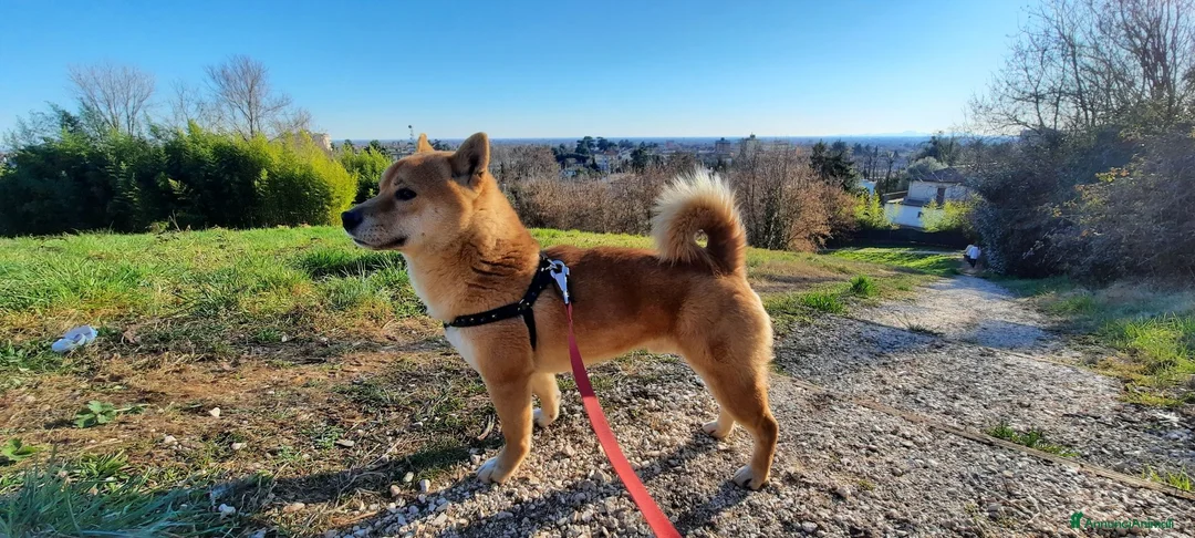 Shiba Inu cani in vendita: Cuccioli shiba inu - Annuncio 3