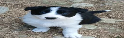 Border Collie cani in vendita: Border collie linea da lavoro - Annuncio 6
